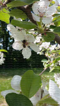 Fleurs de pommier et abeille butinant